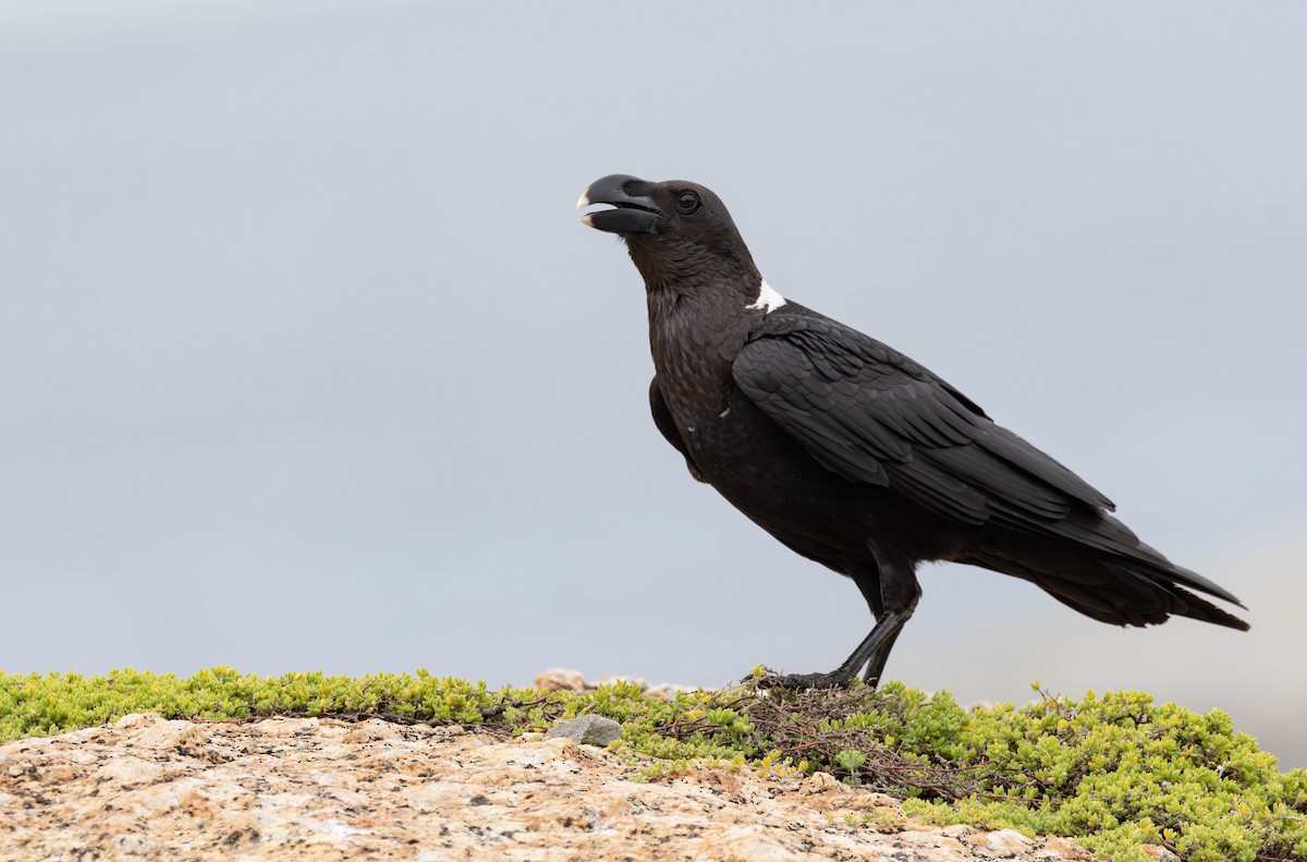 White-necked Raven - ML642289820