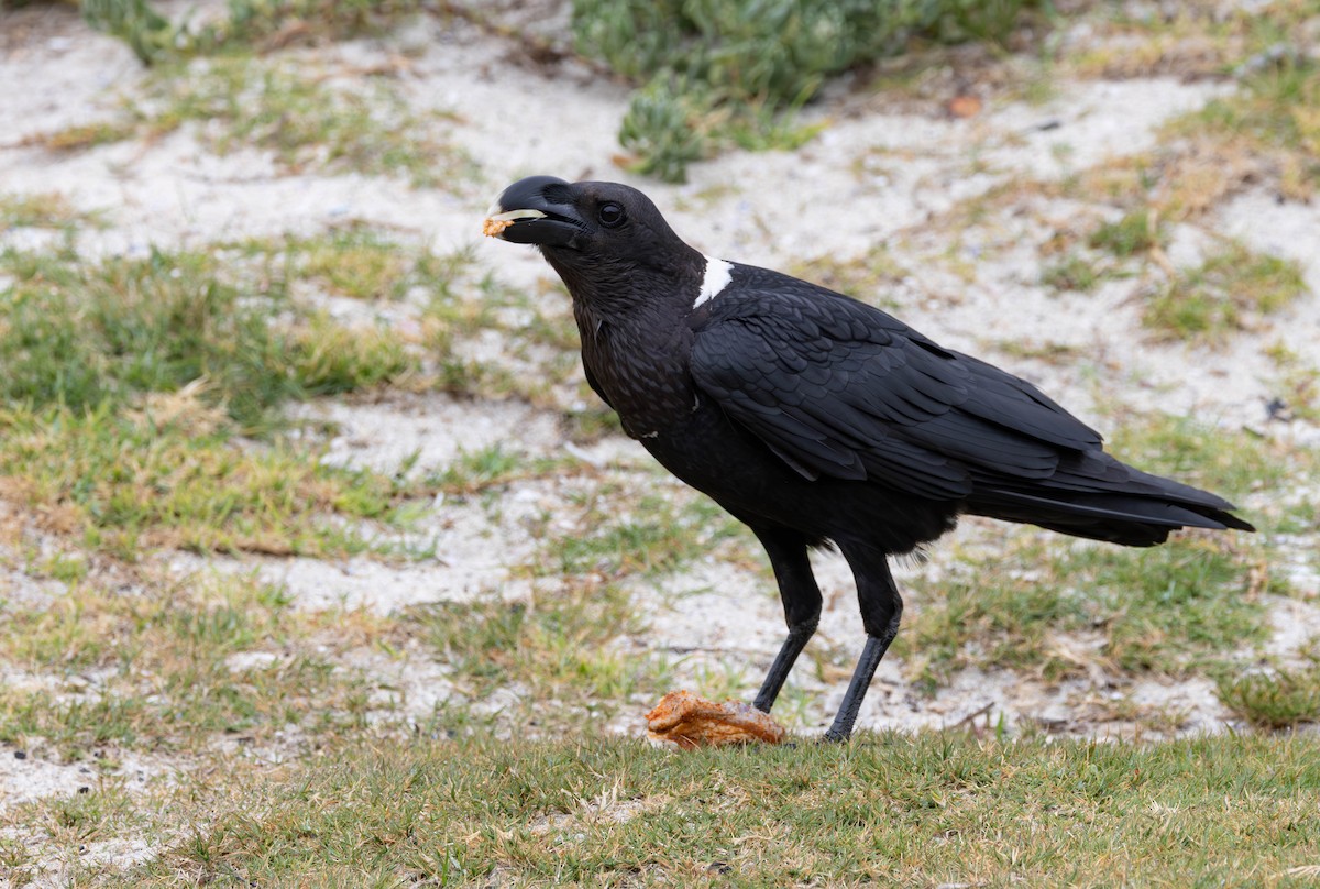White-necked Raven - ML642289821