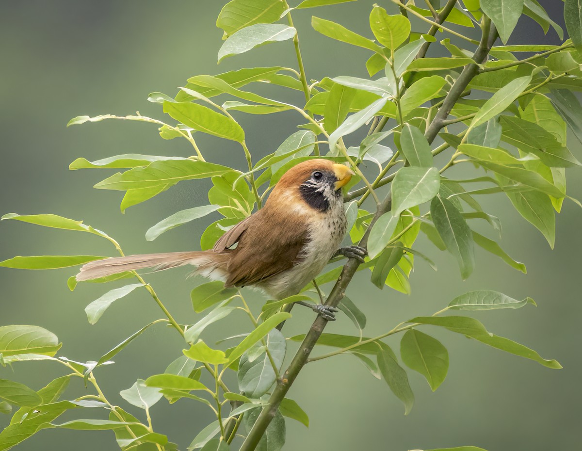 Paradoxornis fléché - ML642289846