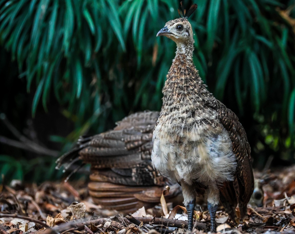 Indian Peafowl (Domestic type) - ML642289847
