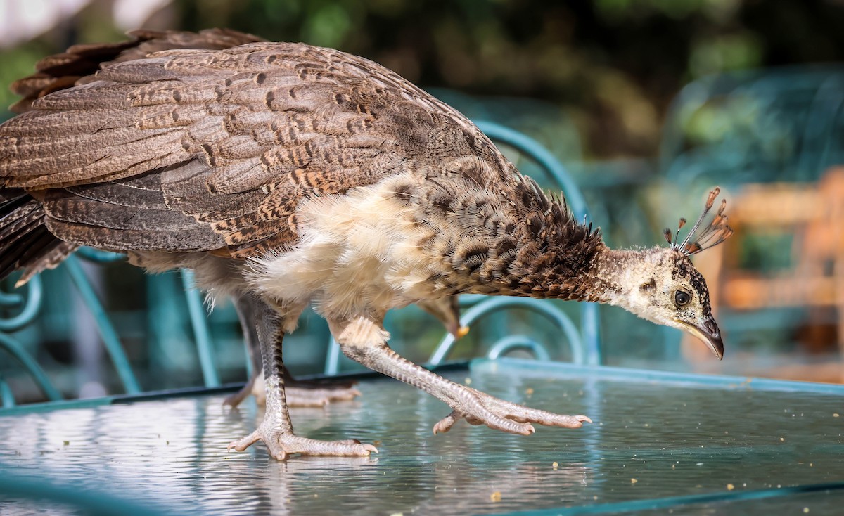 Indian Peafowl (Domestic type) - ML642289852