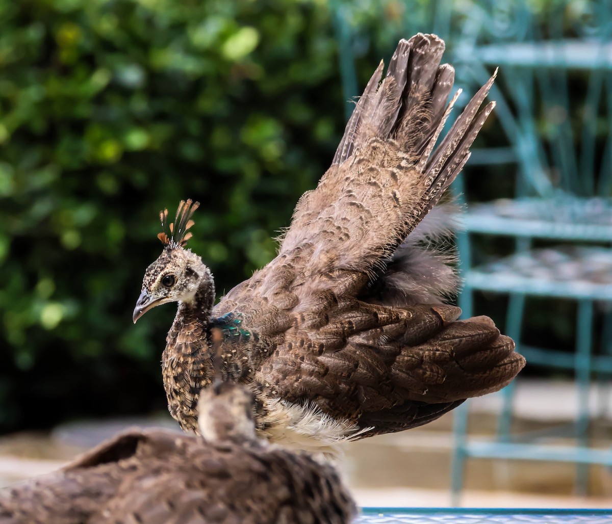 Indian Peafowl (Domestic type) - ML642289857