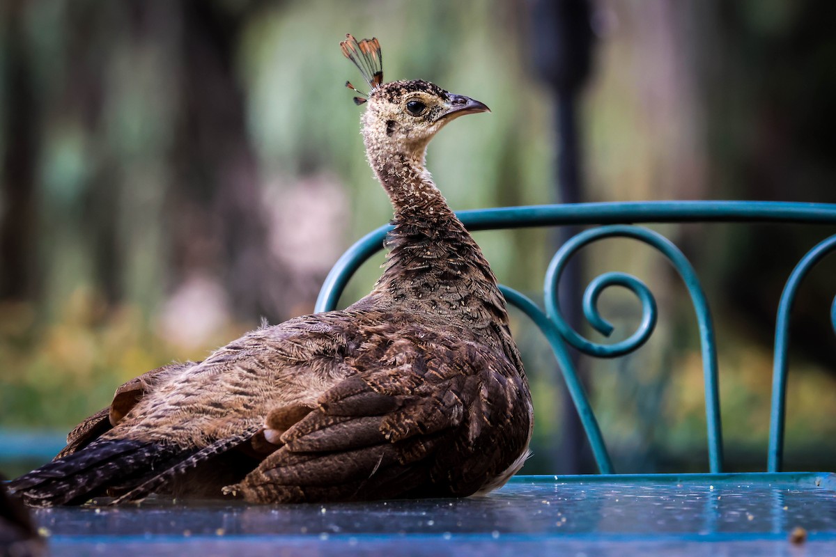 Indian Peafowl (Domestic type) - ML642289865