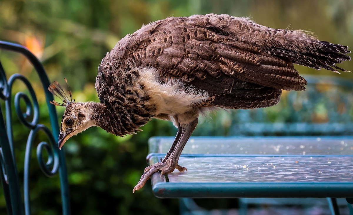 Indian Peafowl (Domestic type) - ML642289866