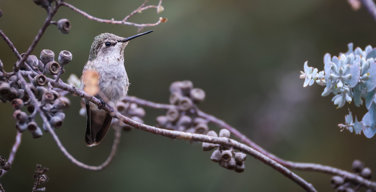 Anna's Hummingbird - ML642289874