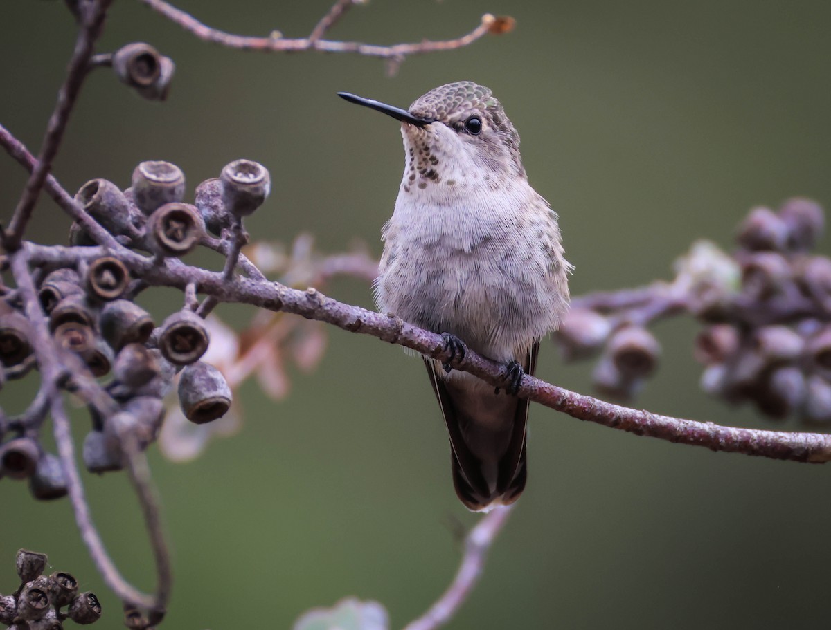 Allen's Hummingbird - ML642289875