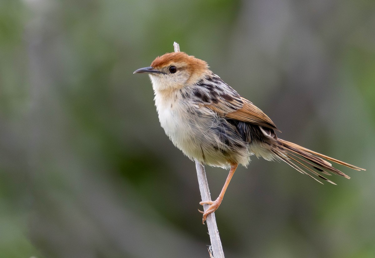 Levaillant's Cisticola - ML642289876