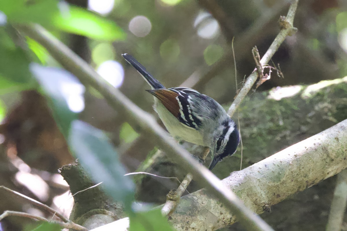 Rusty-winged Antwren - ML642289877