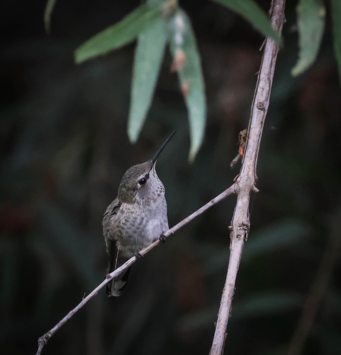 Allen's Hummingbird - ML642289879