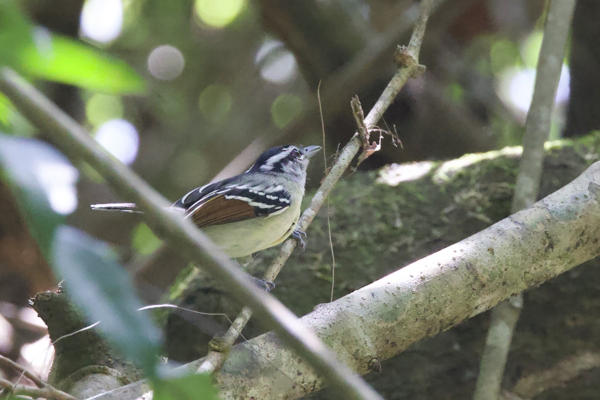 Rusty-winged Antwren - ML642289881