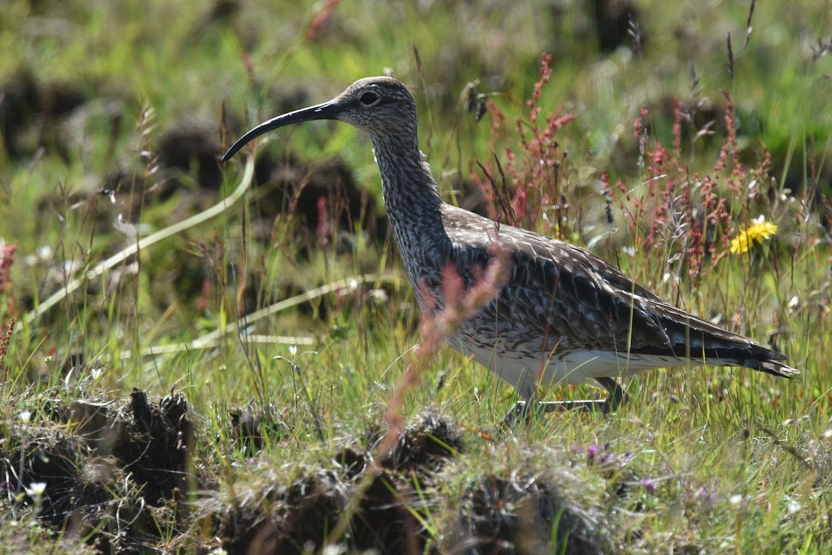 Regenbrachvogel - ML642289882