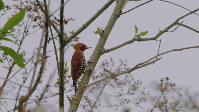 Cinnamon Woodpecker - ML642289906