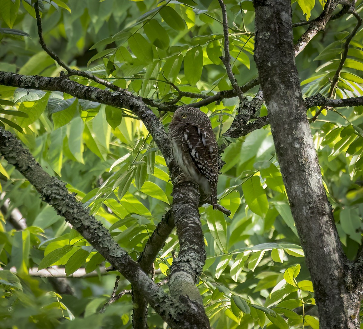 Asian Barred Owlet - ML642289907