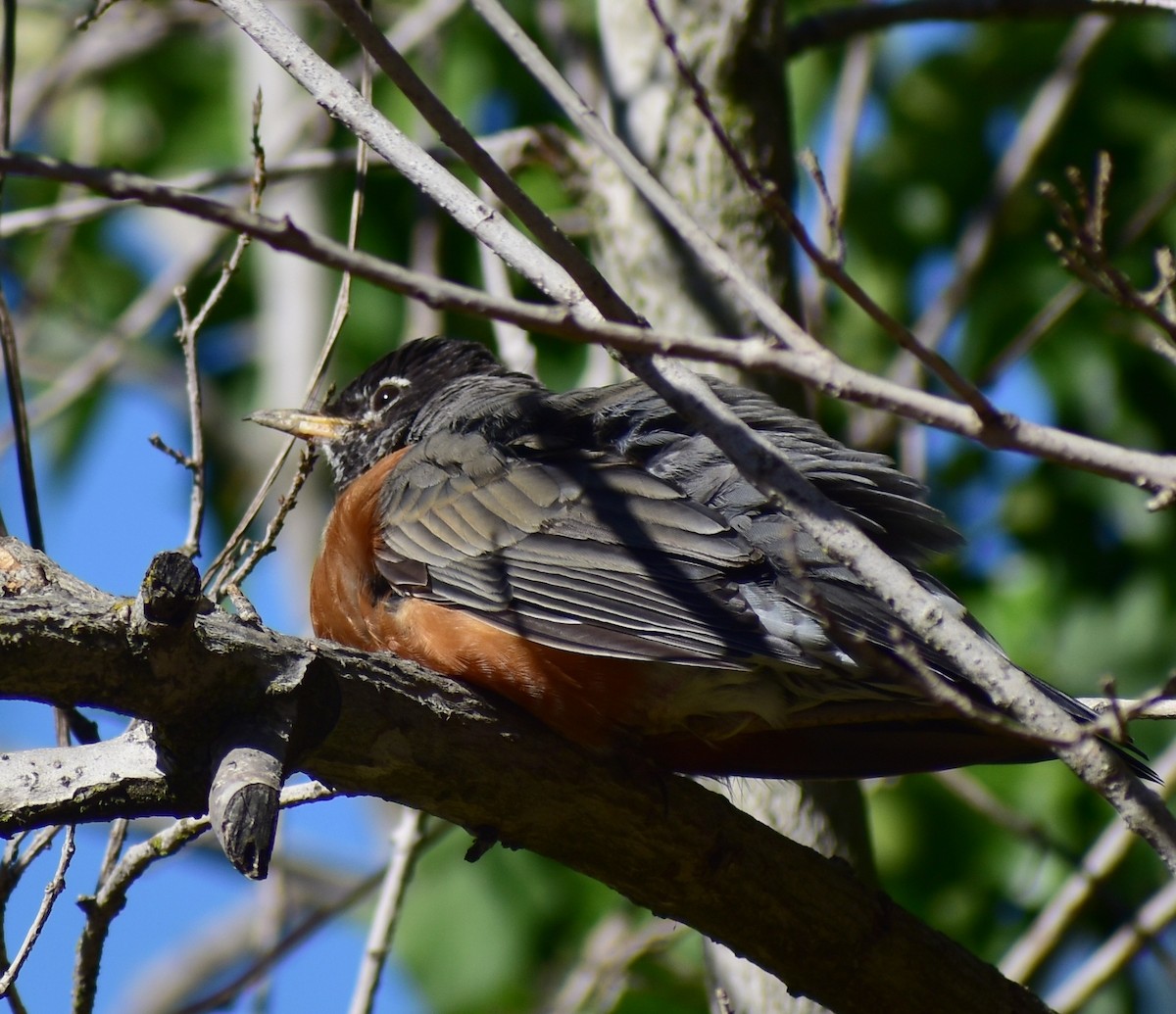 American Robin - ML642289908