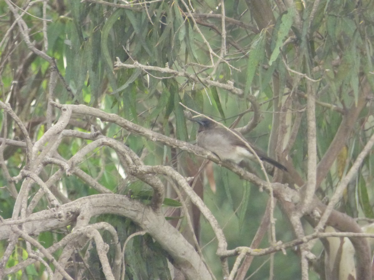 Bulbul arrunta - ML642289911