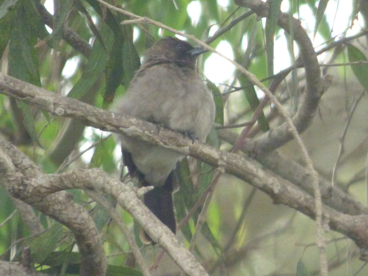 Bulbul arrunta - ML642289923