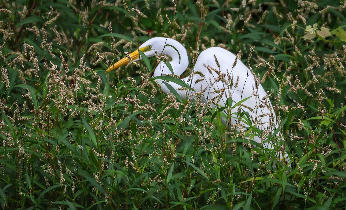 Great Egret - ML642289927