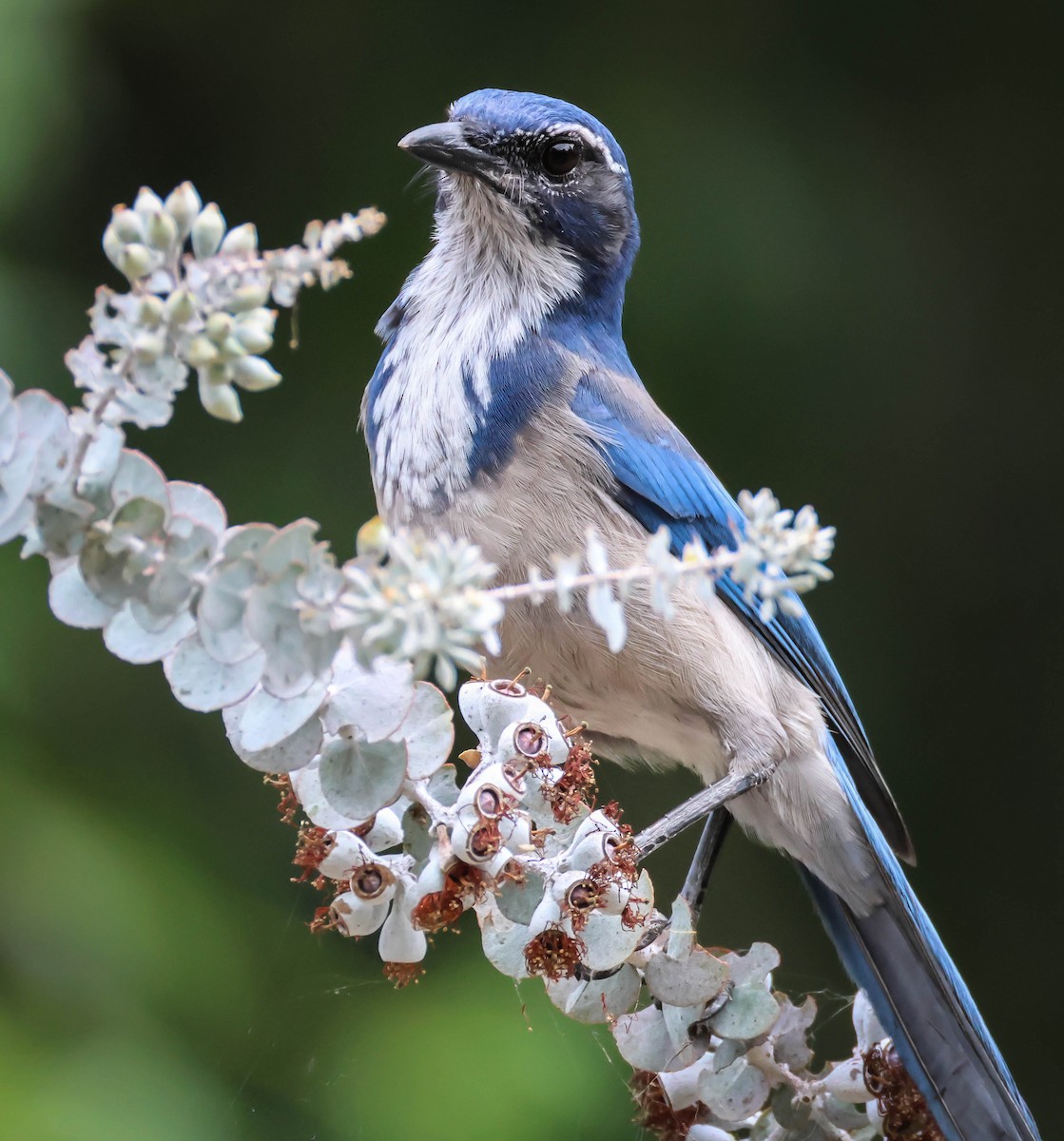 California Scrub-Jay - ML642289932