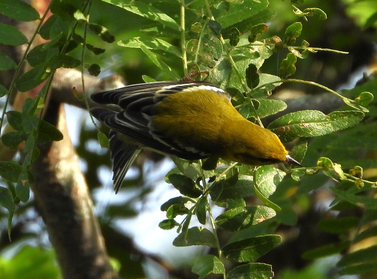 Black-throated Green Warbler - ML642289933