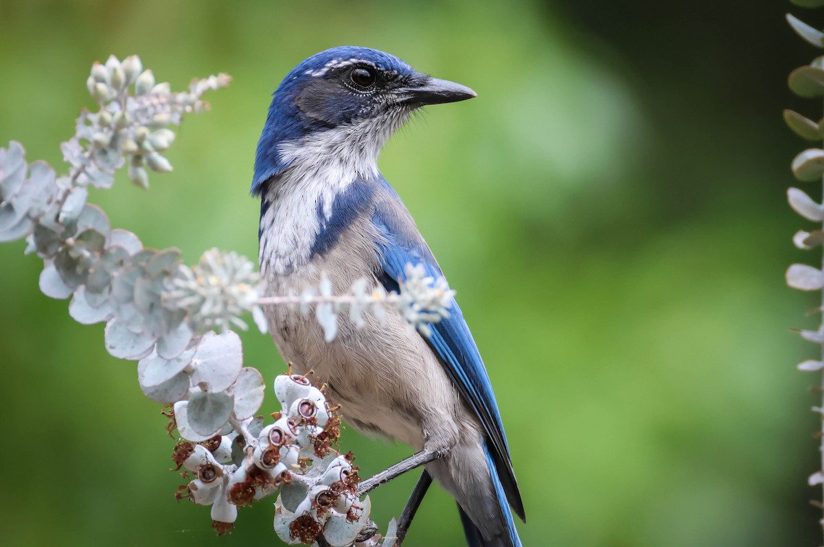 California Scrub-Jay - ML642289935