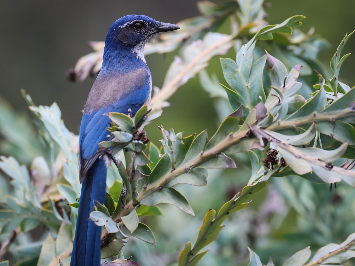 California Scrub-Jay - ML642289939