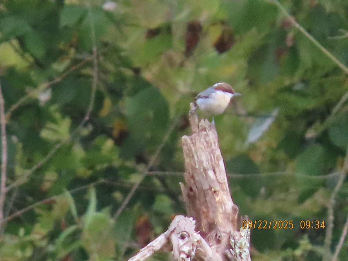 Brown-headed Nuthatch - ML642289954
