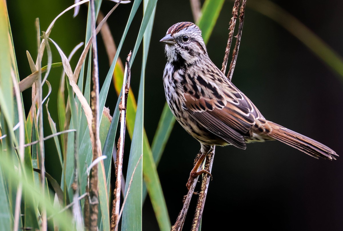 Song Sparrow - ML642289959