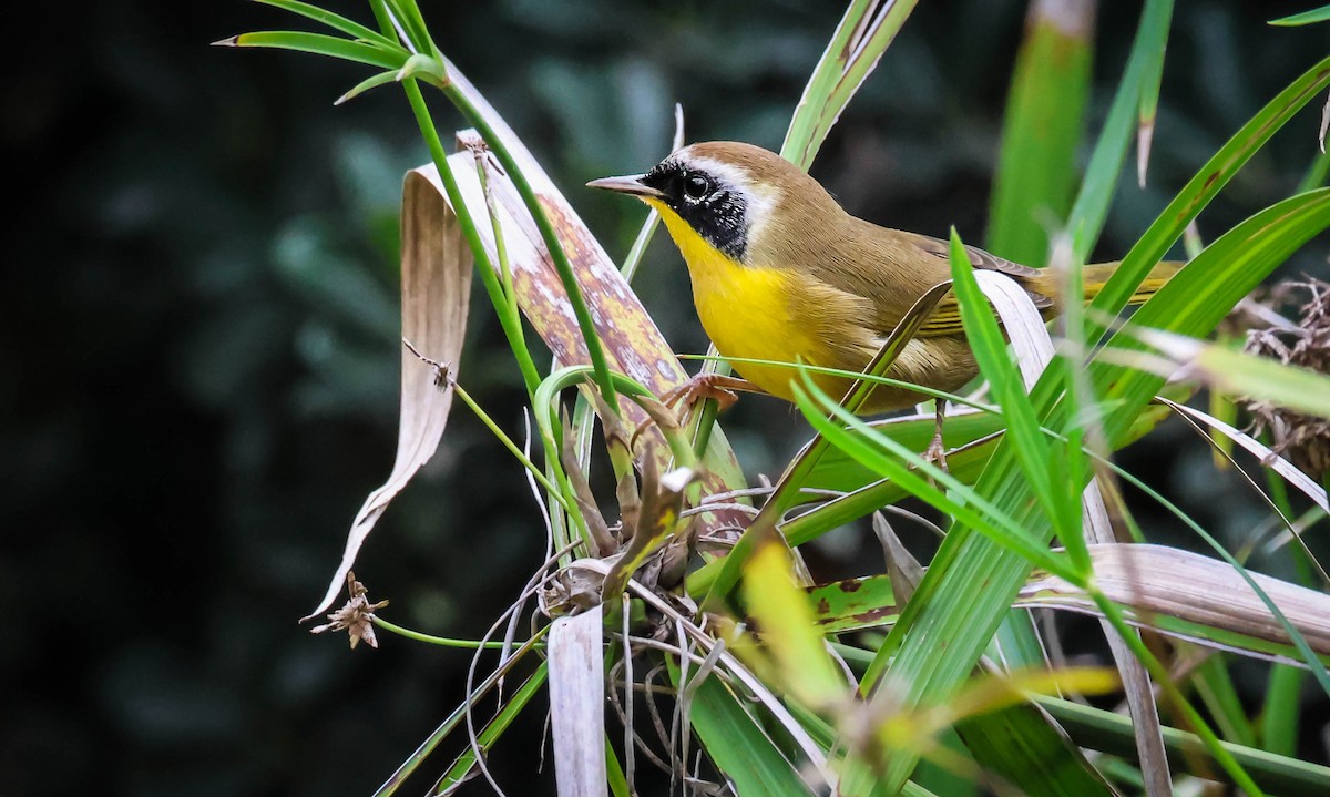 Common Yellowthroat - ML642289964