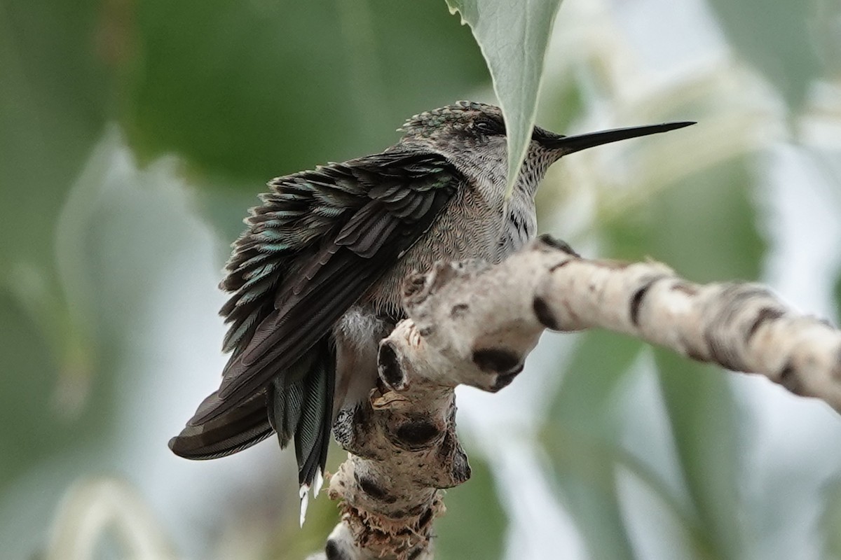Ruby-throated Hummingbird - ML642289965