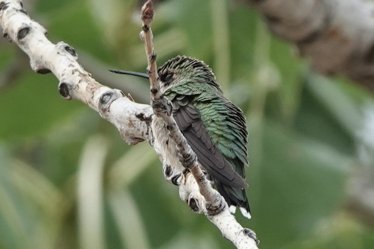 Ruby-throated Hummingbird - ML642289966