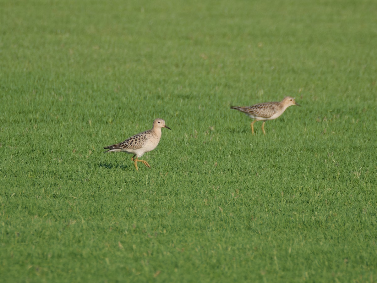 Buff-breasted Sandpiper - ML642289970