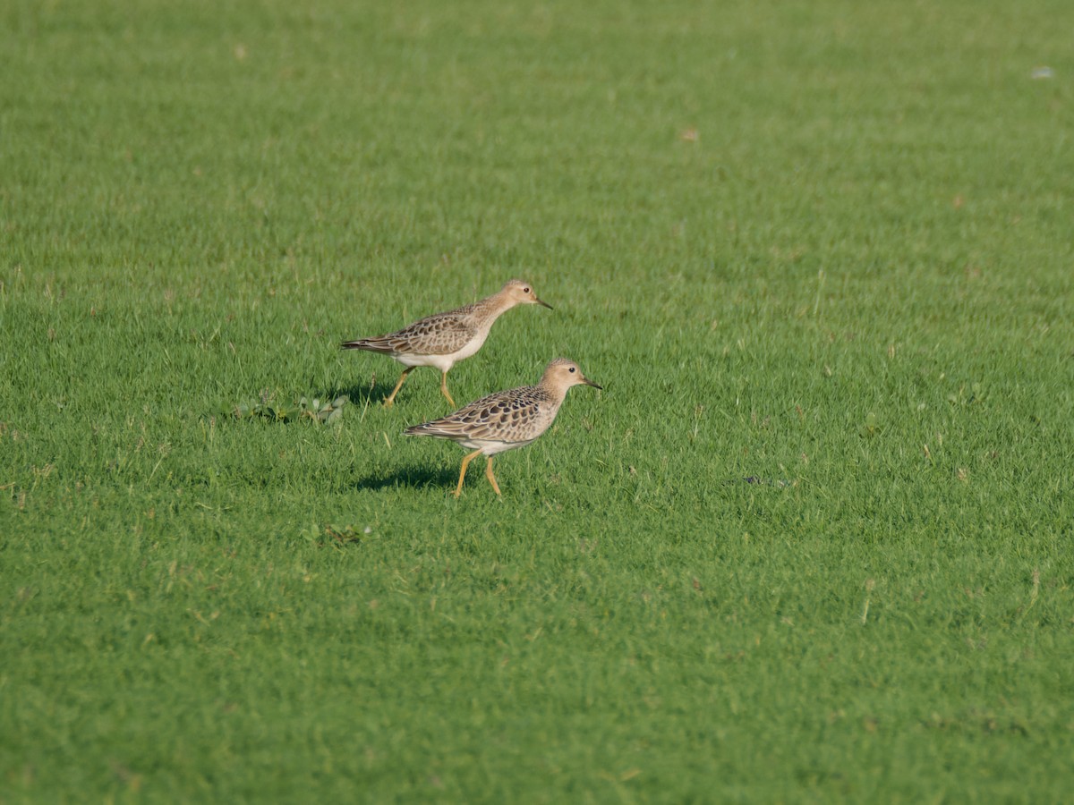 Buff-breasted Sandpiper - ML642289971