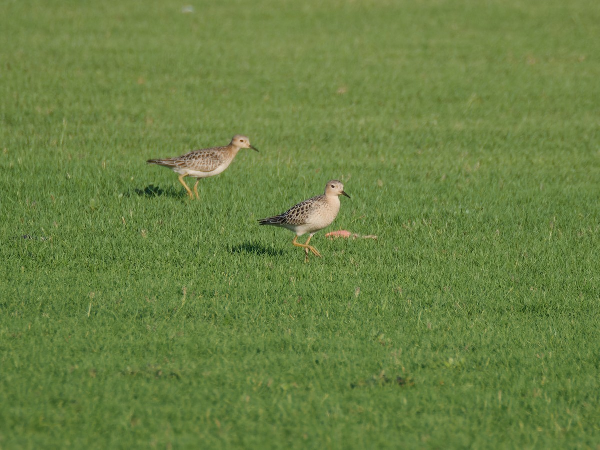 Buff-breasted Sandpiper - ML642289972