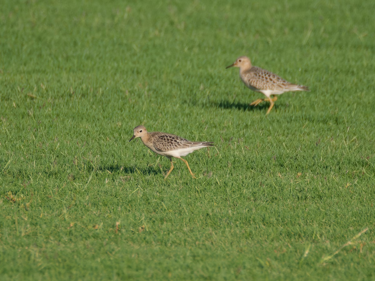 Buff-breasted Sandpiper - ML642289973