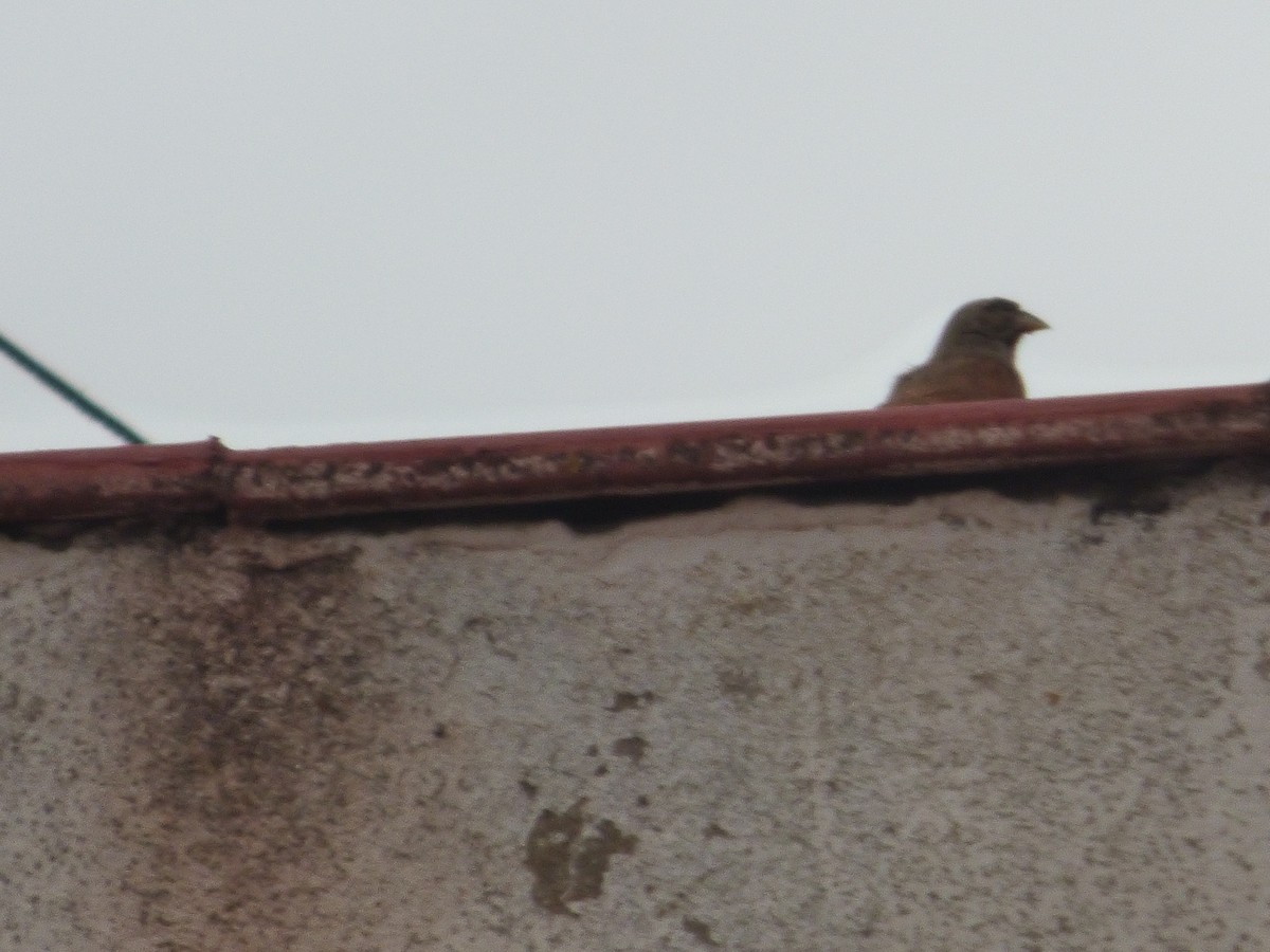House Bunting - ML642289986