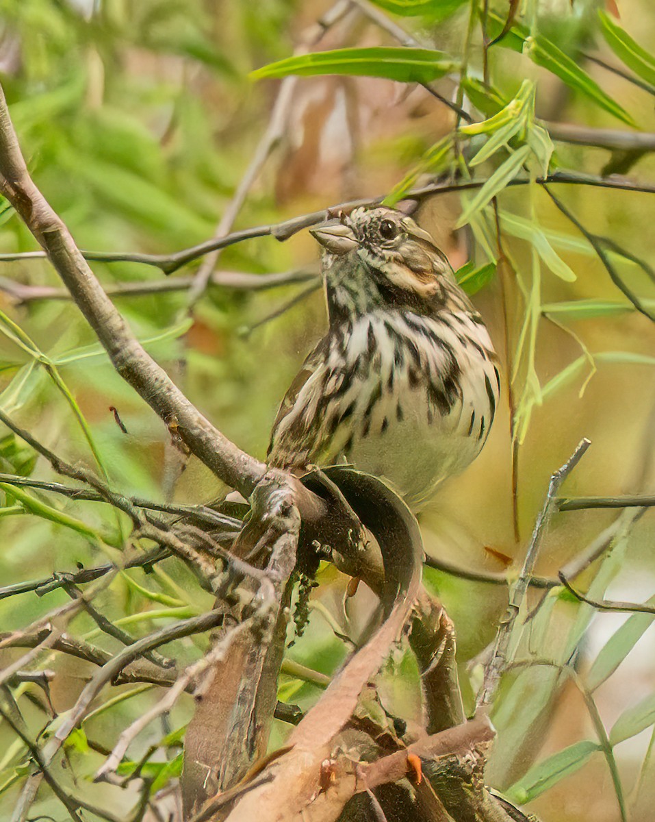 Song Sparrow - ML642289989