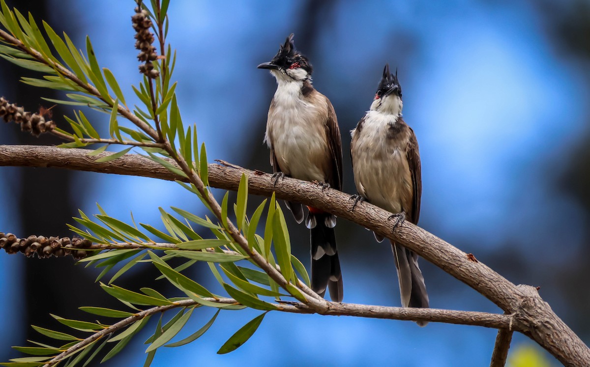 Red-whiskered Bulbul - ML642289992