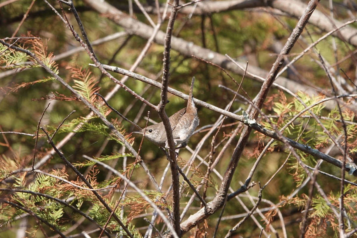 Northern House Wren - ML642289993