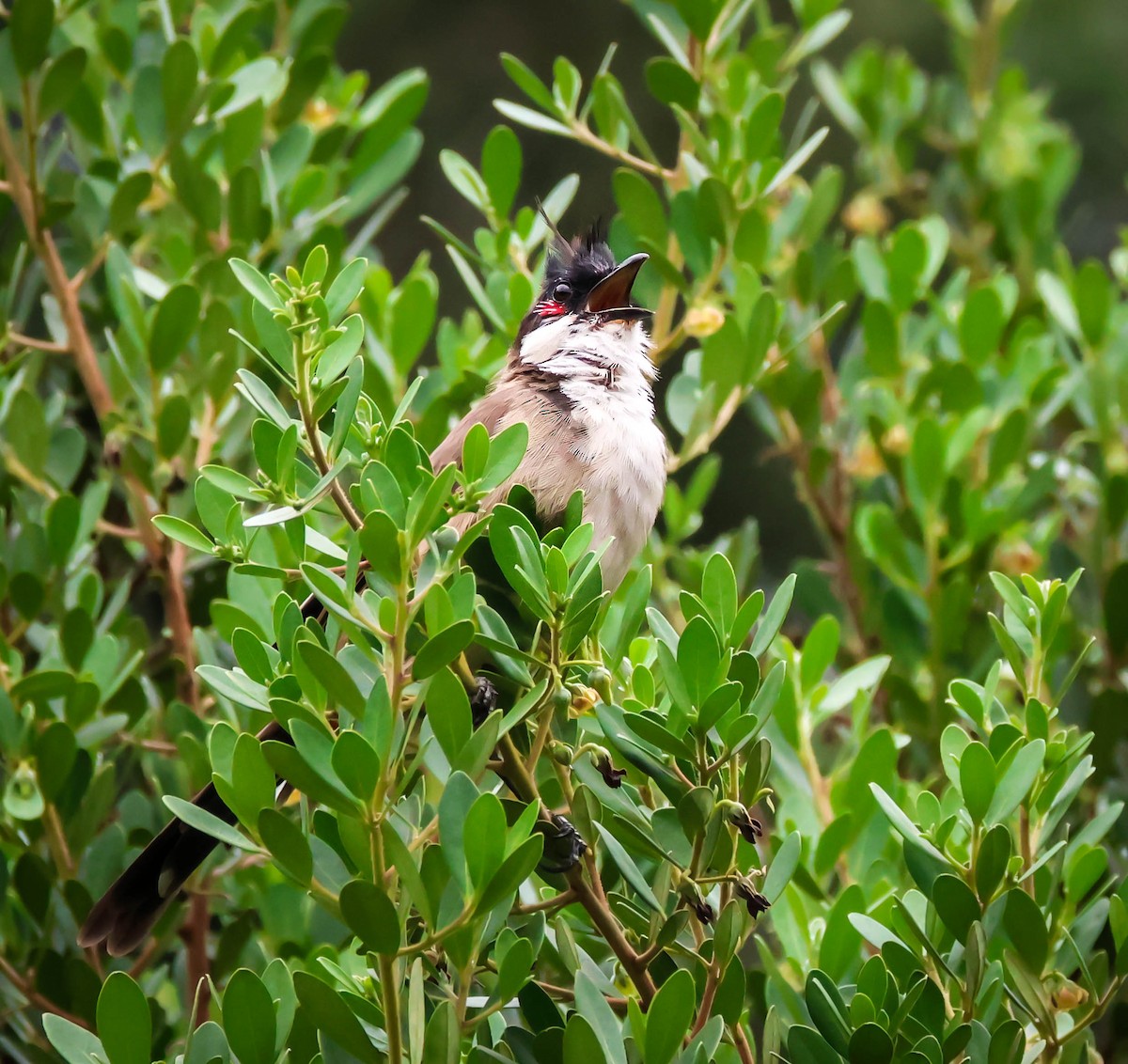 Red-whiskered Bulbul - ML642289997
