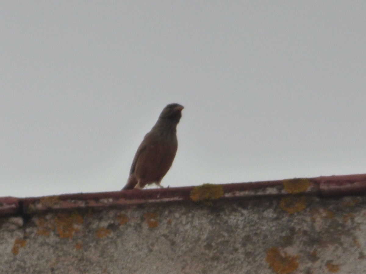 House Bunting - ML642289998