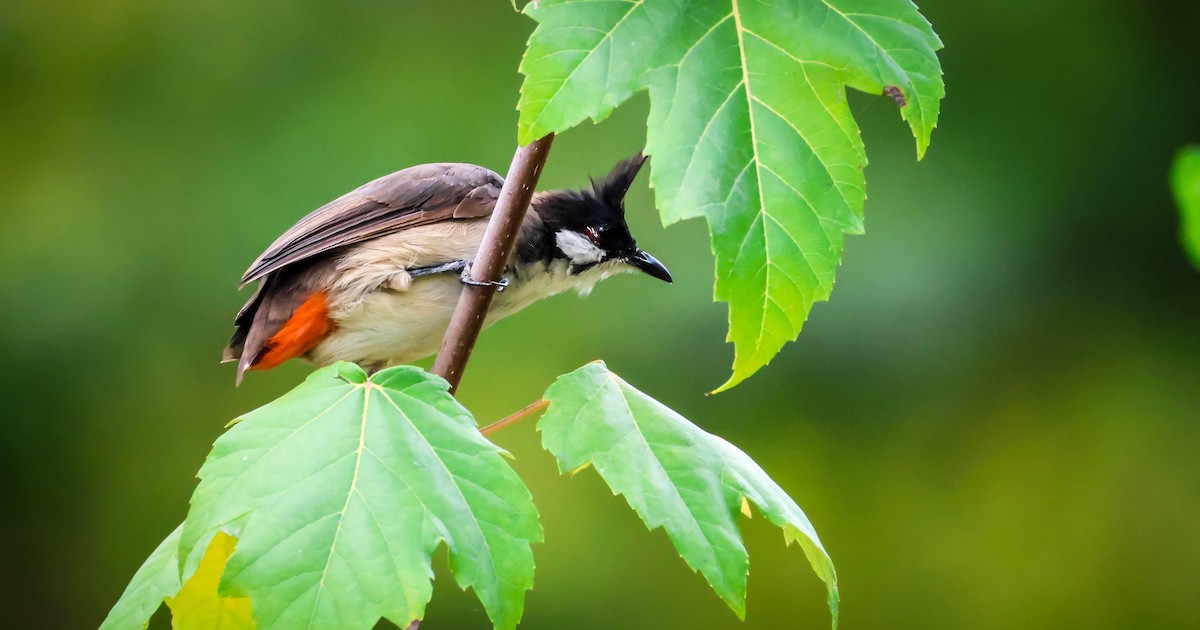 Red-whiskered Bulbul - ML642289999