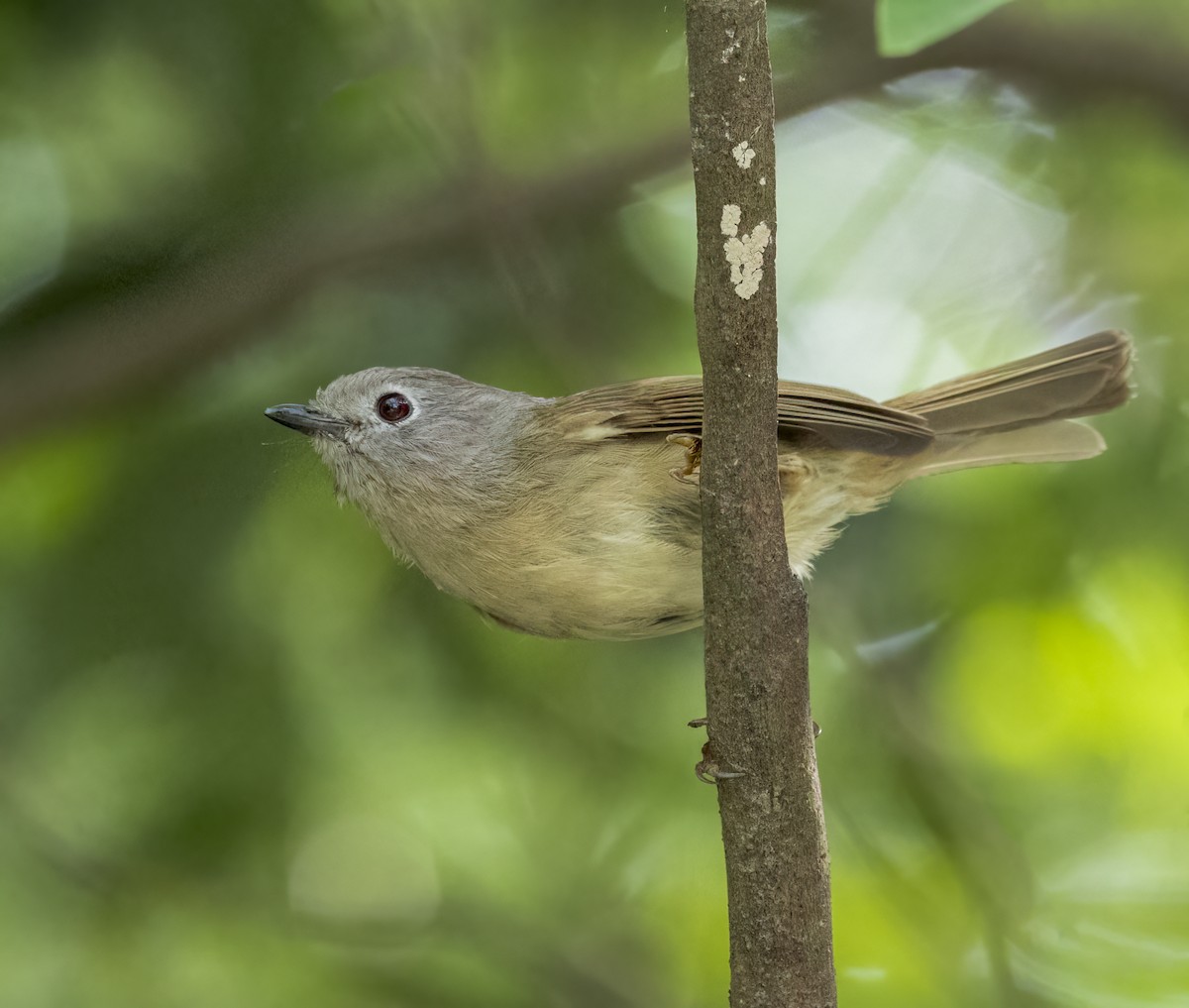 David's Fulvetta - ML642290000