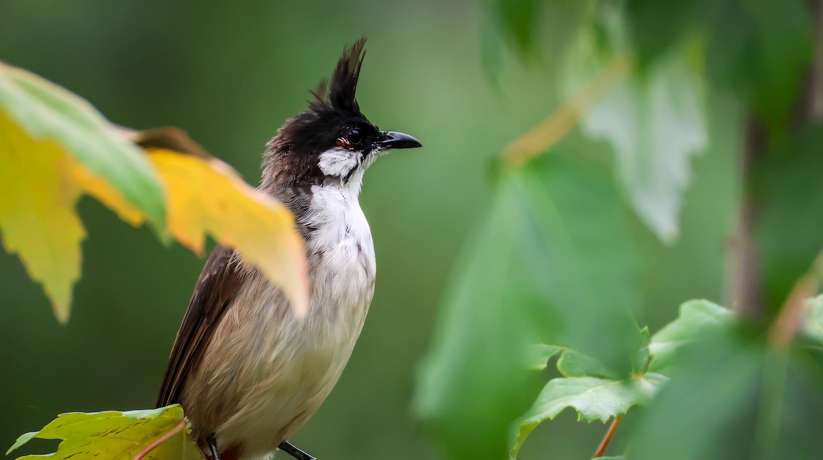 Red-whiskered Bulbul - ML642290004