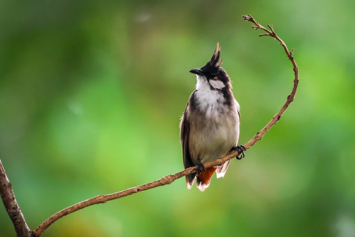 Red-whiskered Bulbul - ML642290006