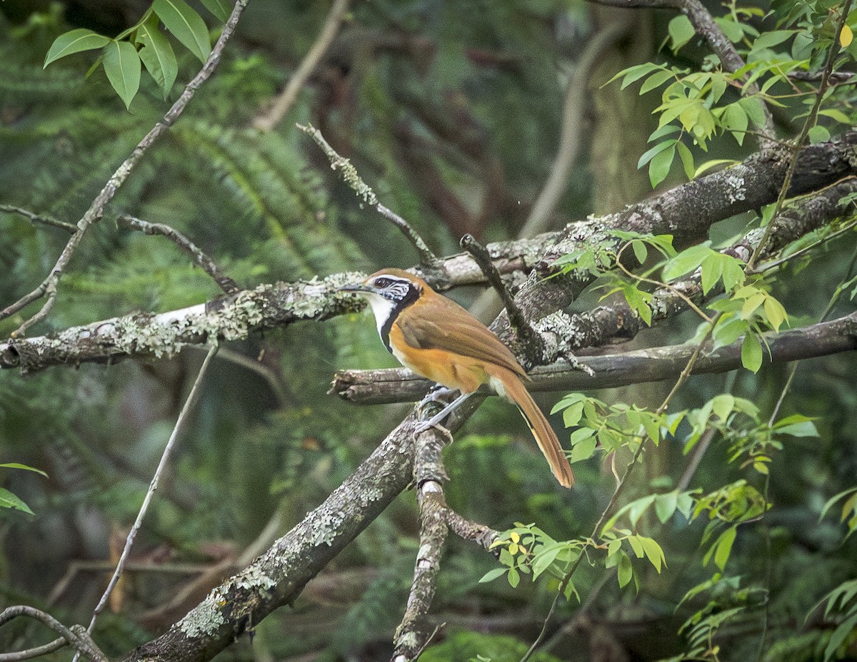 Greater Necklaced Laughingthrush - ML642290010