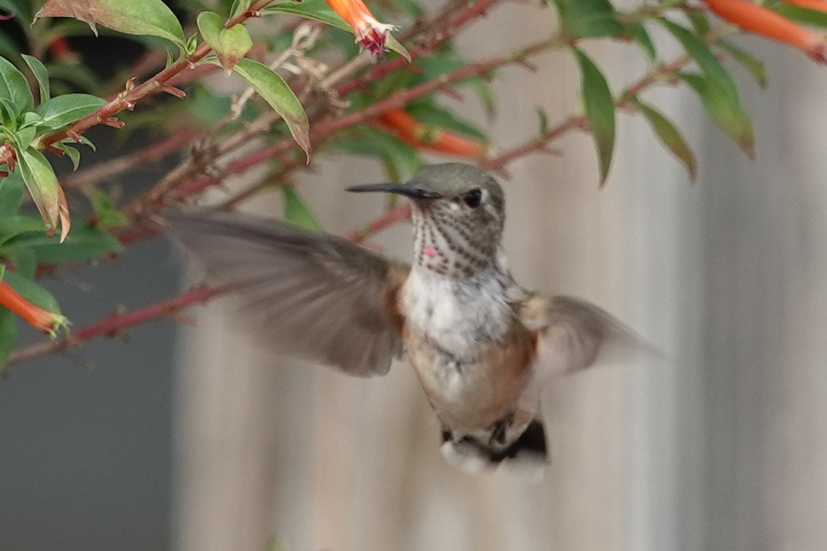 Broad-tailed Hummingbird - ML642290013
