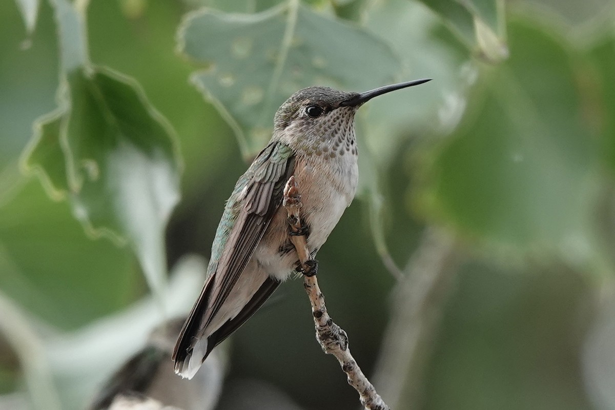 Broad-tailed Hummingbird - ML642290014