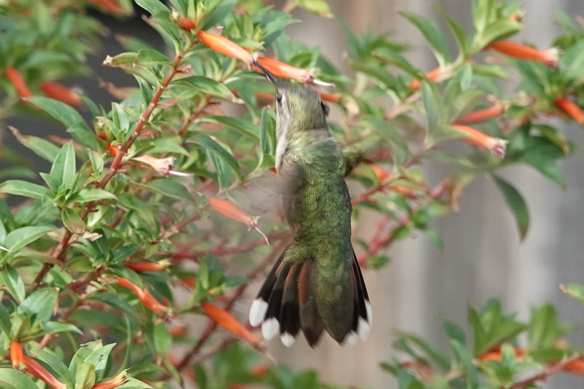 Broad-tailed Hummingbird - ML642290015