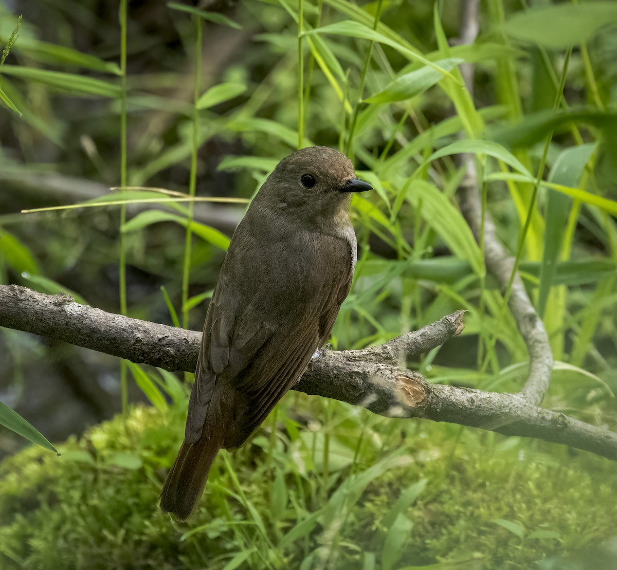 Zappey's Flycatcher - ML642290017