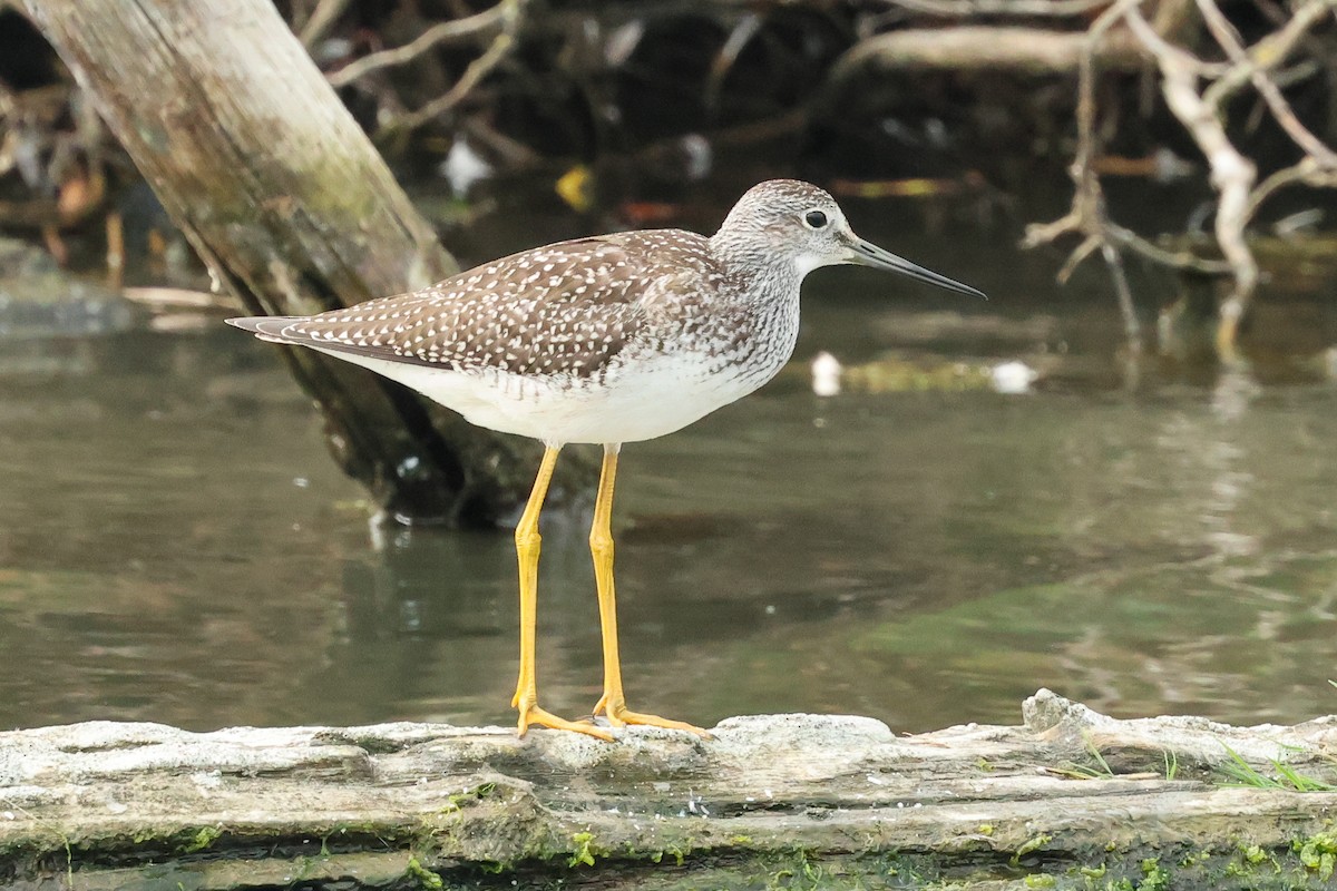Greater Yellowlegs - ML642290018
